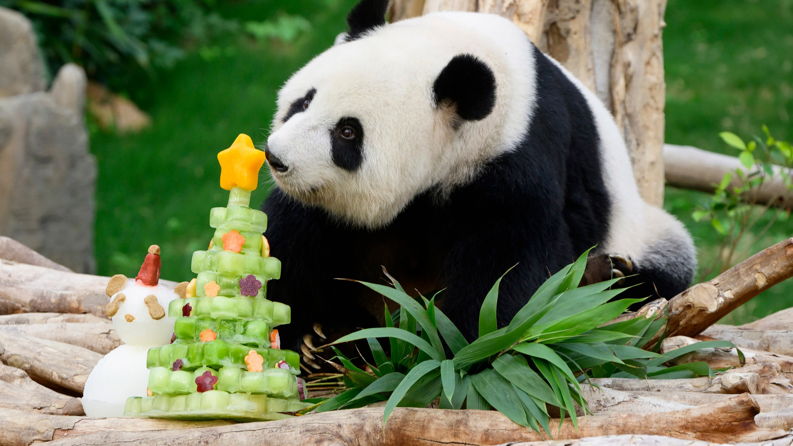 In this photo released by Hong Kong Ocean Park, Giant Panda Ying Ying sniffs at a Christmas tree icicle at the Ocean Park in Hong Kong on Dec. 19, 2024. (Hong Kong Ocean Park via AP)