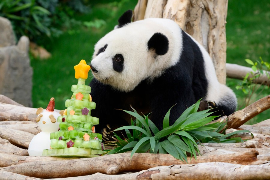 In this photo released by Hong Kong Ocean Park, Giant Panda Ying Ying sniffs at a Christmas tree icicle at the Ocean Park in Hong Kong on Dec. 19, 2024. (Hong Kong Ocean Park via AP)