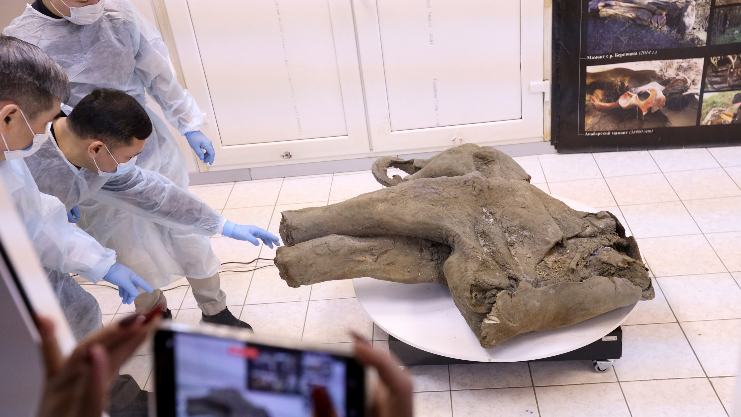 In this photo released by the Mammoth Museum at the Russian North-Eastern Federal University on Monday, Dec. 23, 2024, University's Scientists show the remains of a 50,000-year-old baby mammoth uncovered by melting permafrost in Russia's Siberia. (Michil Yakovlev, Mammoth Museum at the Russian North-Eastern Federal University telegram channel via AP)