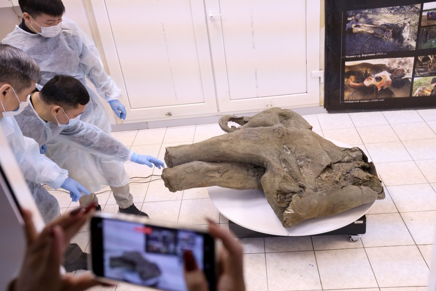 In this photo released by the Mammoth Museum at the Russian North-Eastern Federal University on Monday, Dec. 23, 2024, University's Scientists show the remains of a 50,000-year-old baby mammoth uncovered by melting permafrost in Russia's Siberia. (Michil Yakovlev, Mammoth Museum at the Russian North-Eastern Federal University telegram channel via AP)