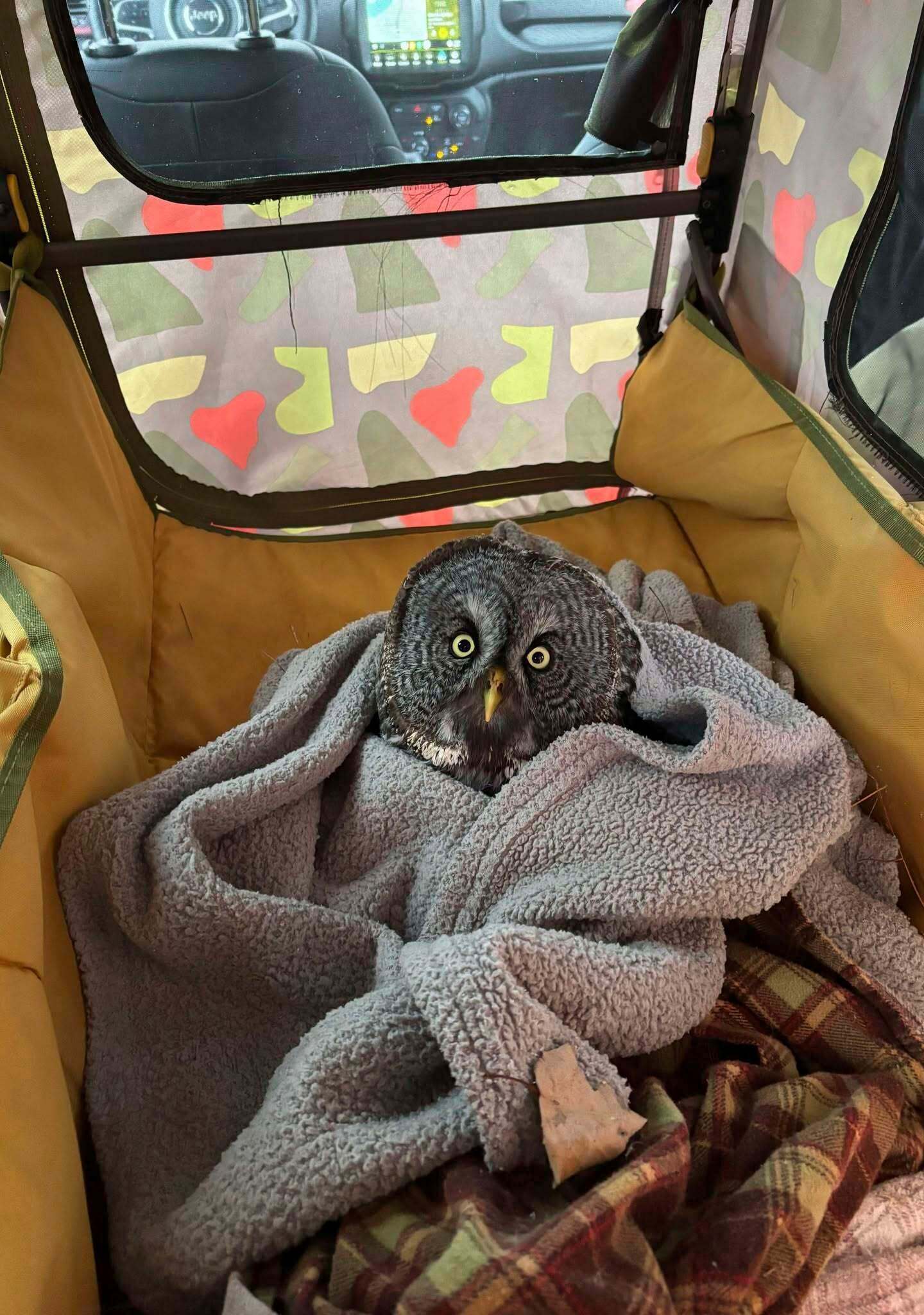 An injured great gray owl rests in Annabell Whelan's car after she rescued it from the side of the road in northeastern Minnesota on Monday, Dec. 23, 2024. (Annabell Whelan via AP)