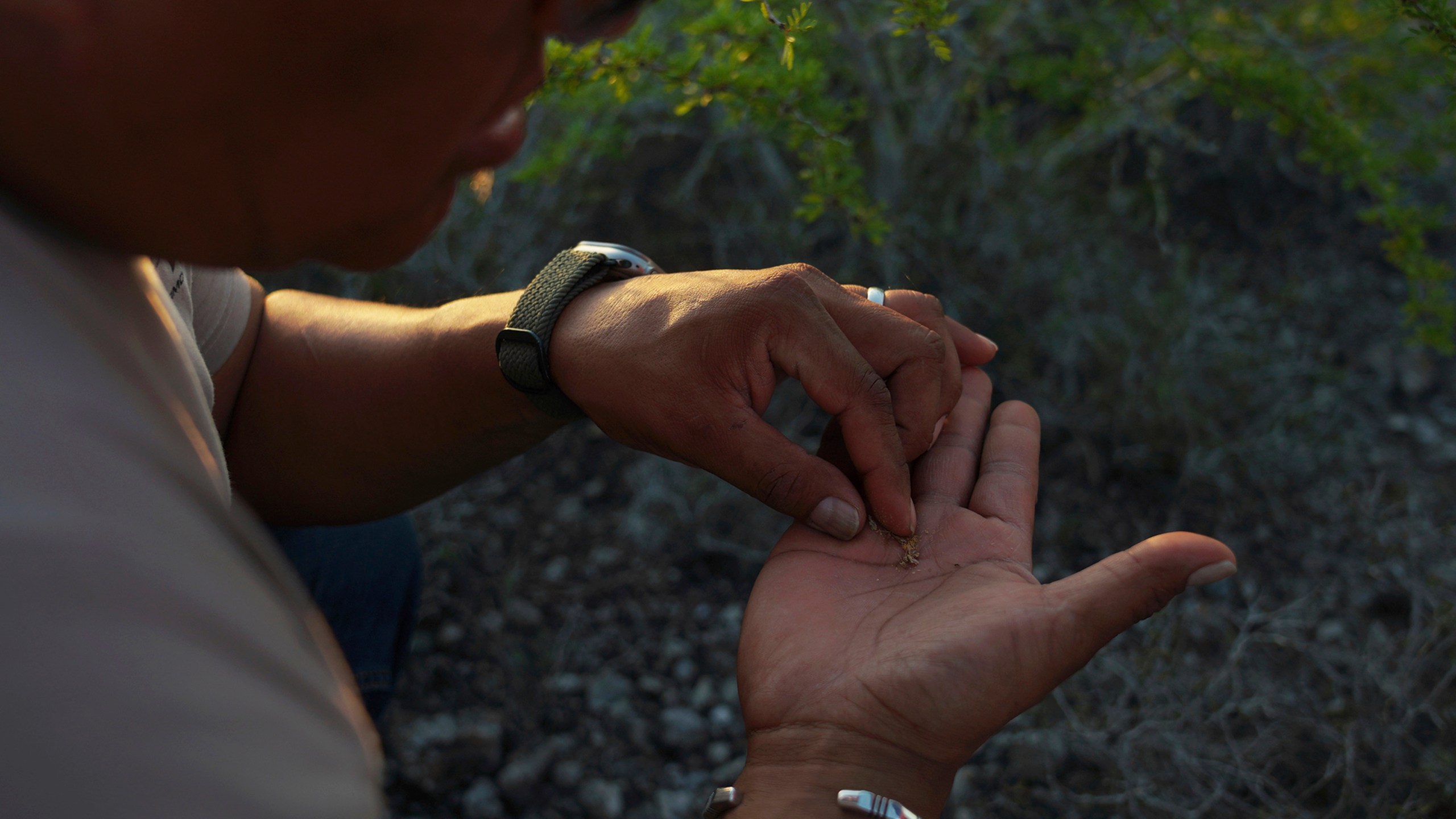 Sandor Iron Rope, Oglala Lakota tribe member, president of the Native American Church of South Dakota and Indigenous Peyote Conservation Initiative board member, looks for seeds from a peyote plant, in Hebbronville, Texas, Tuesday, March 26, 2024. (AP Photo/Jessie Wardarski)