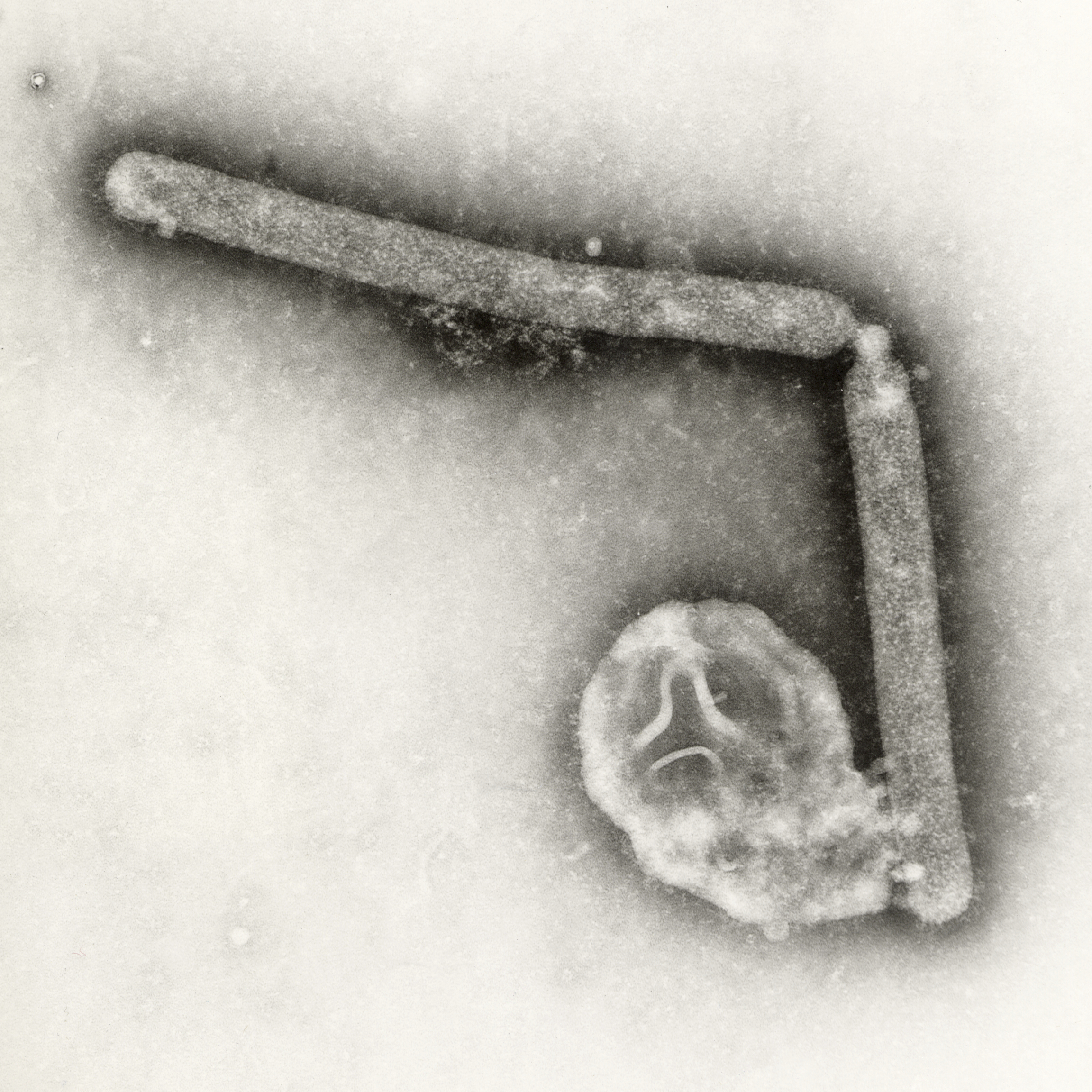 FILE - This undated electron microscopic image provided by the Centers for Disease Control and Prevention shows two Influenza A (H5N1) virions, a type of bird flu virus. (Cynthia Goldsmith, Jackie Katz/CDC via AP, File)