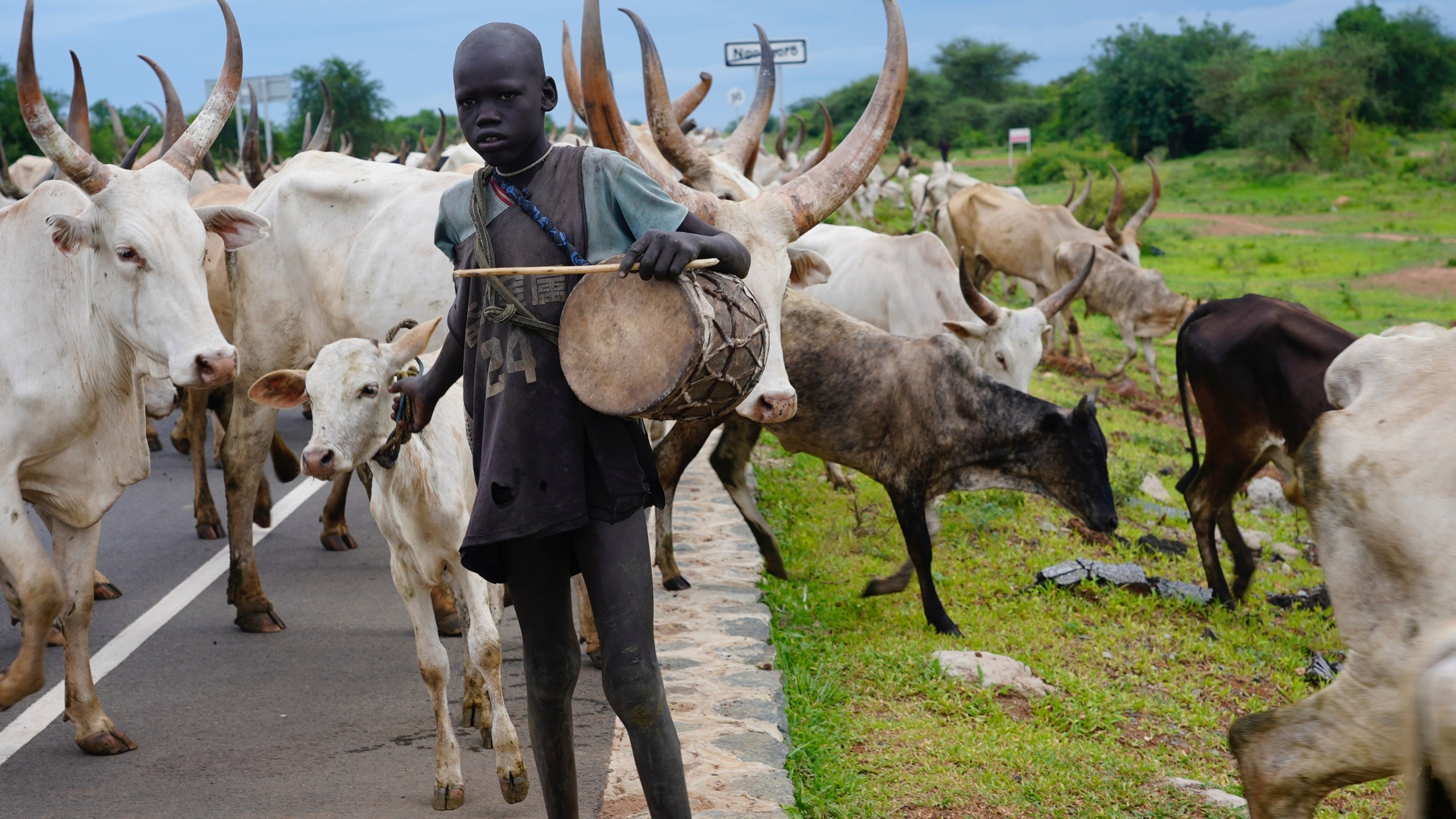 A young person tends to the animals in a community where there was Guinea worm in Jarweng, South Sudan, on May 13, 2023. The Carter Center's staff and volunteers walked house-to-house in the community to raise awareness of the Guinea worm in the area. (AP Photo/Sam Mednick)