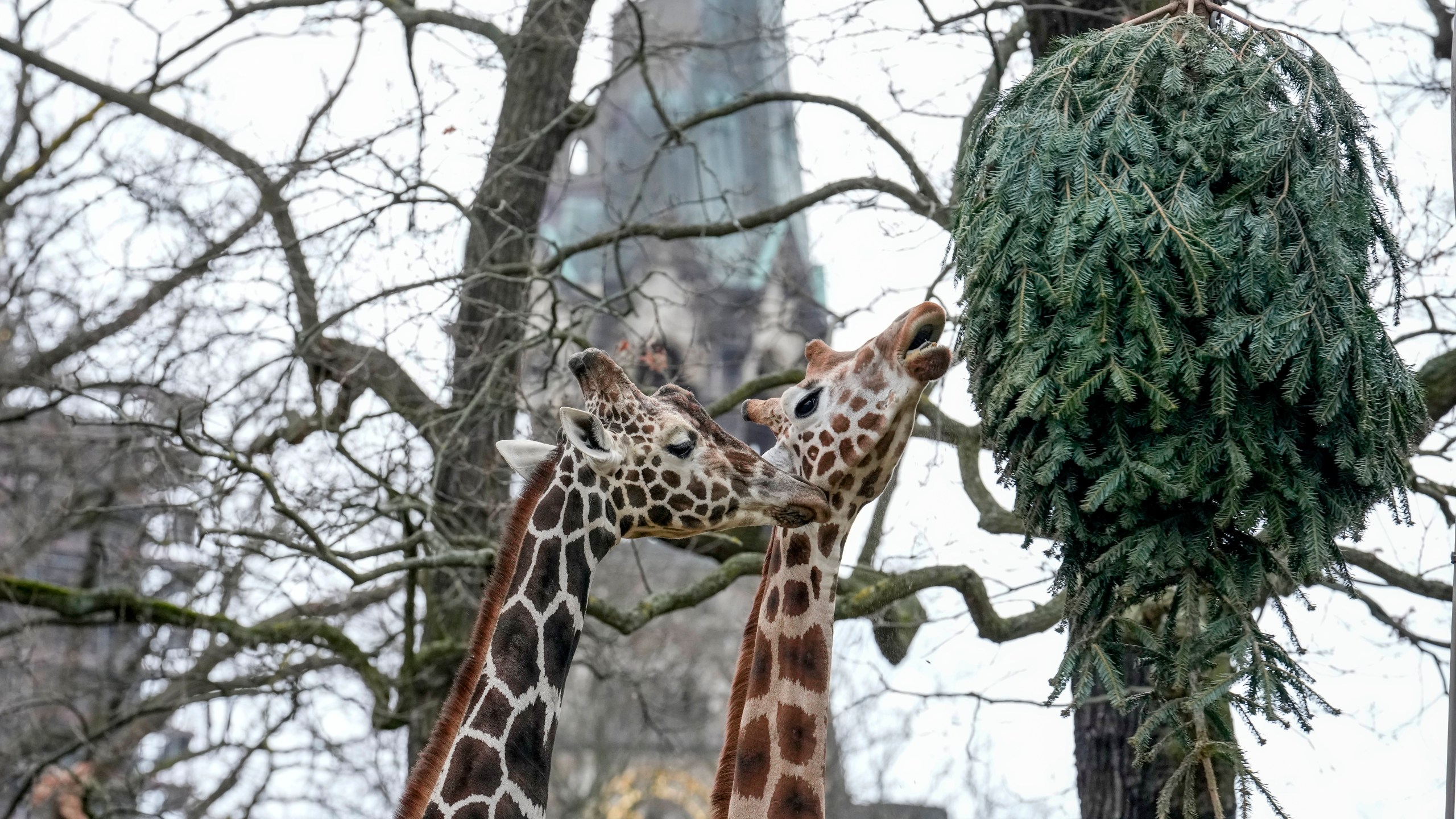 Giraffes graze on a Christmas tree during the feeding of animals with unused Christmas trees, at the Zoo in Berlin, Germany, Friday, Jan. 3, 2025. (AP Photo/Ebrahim Noroozi)