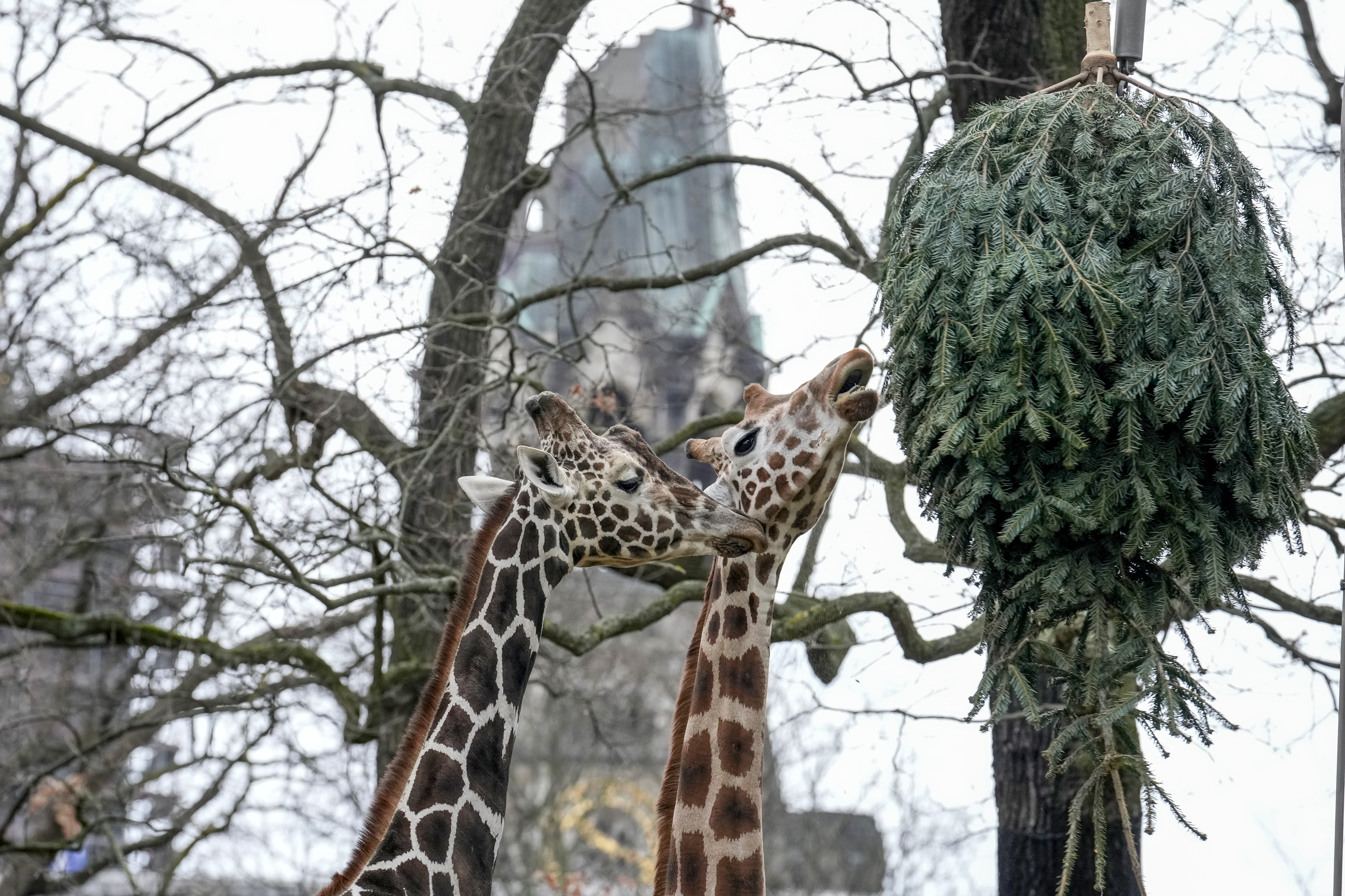 Giraffes graze on a Christmas tree during the feeding of animals with unused Christmas trees, at the Zoo in Berlin, Germany, Friday, Jan. 3, 2025. (AP Photo/Ebrahim Noroozi)