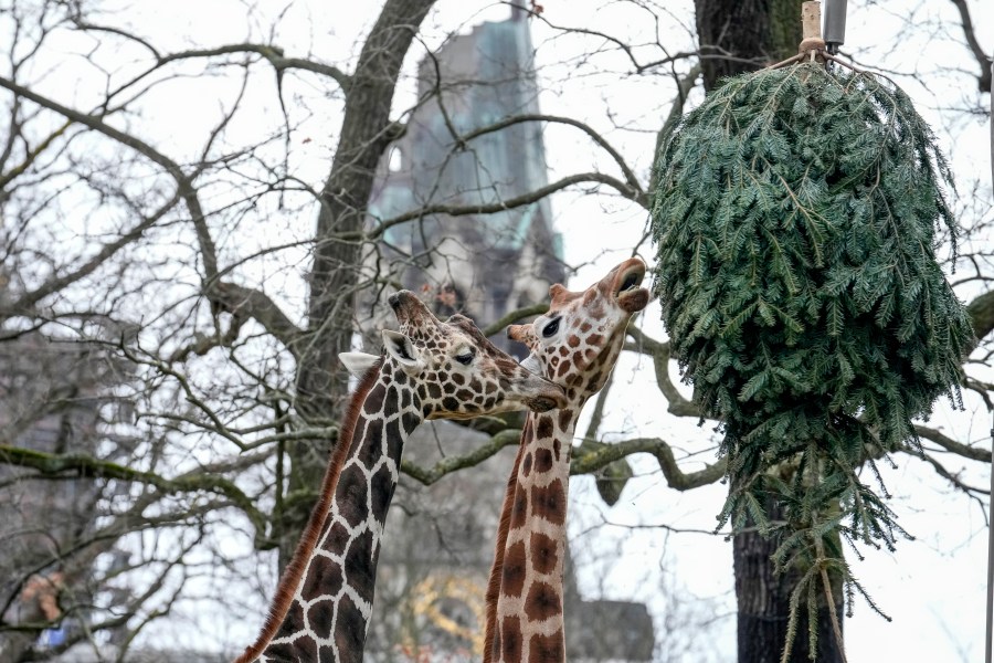 Giraffes graze on a Christmas tree during the feeding of animals with unused Christmas trees, at the Zoo in Berlin, Germany, Friday, Jan. 3, 2025. (AP Photo/Ebrahim Noroozi)