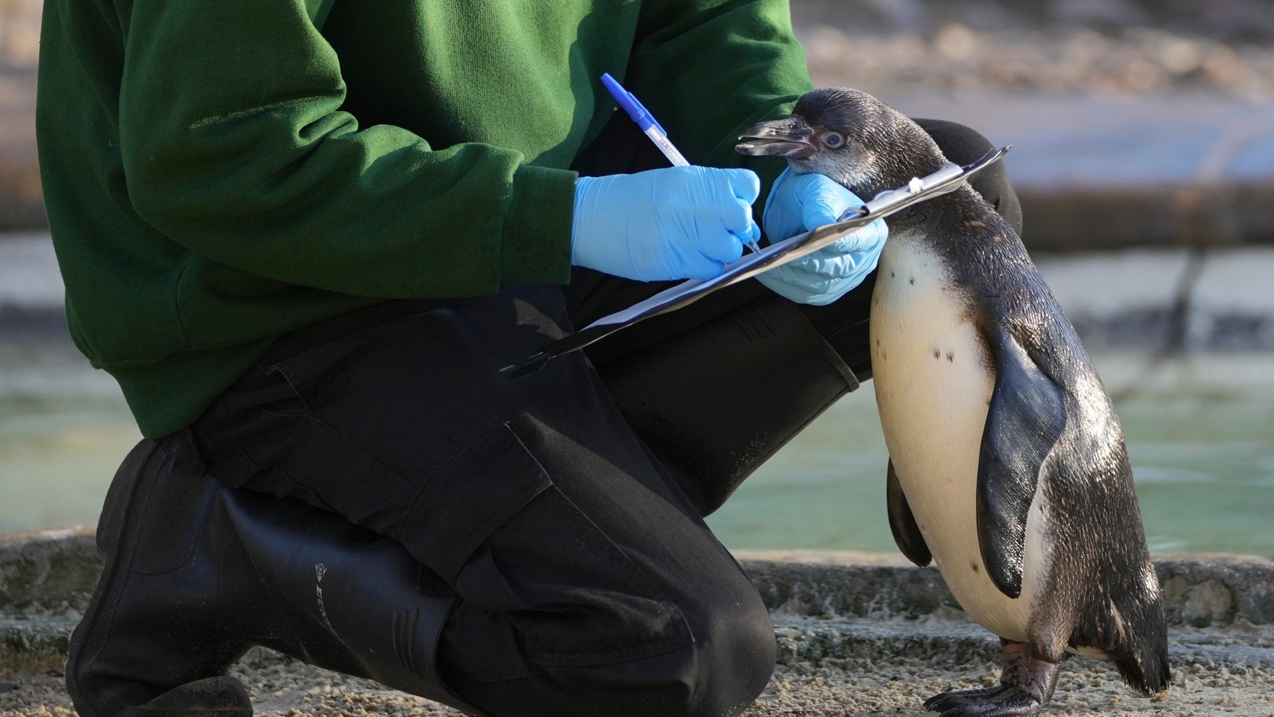 A zoo keeper counts penguins during the annual stocktake at London Zoo in London, Friday, Jan. 3, 2025. (AP Photo/Kin Cheung)