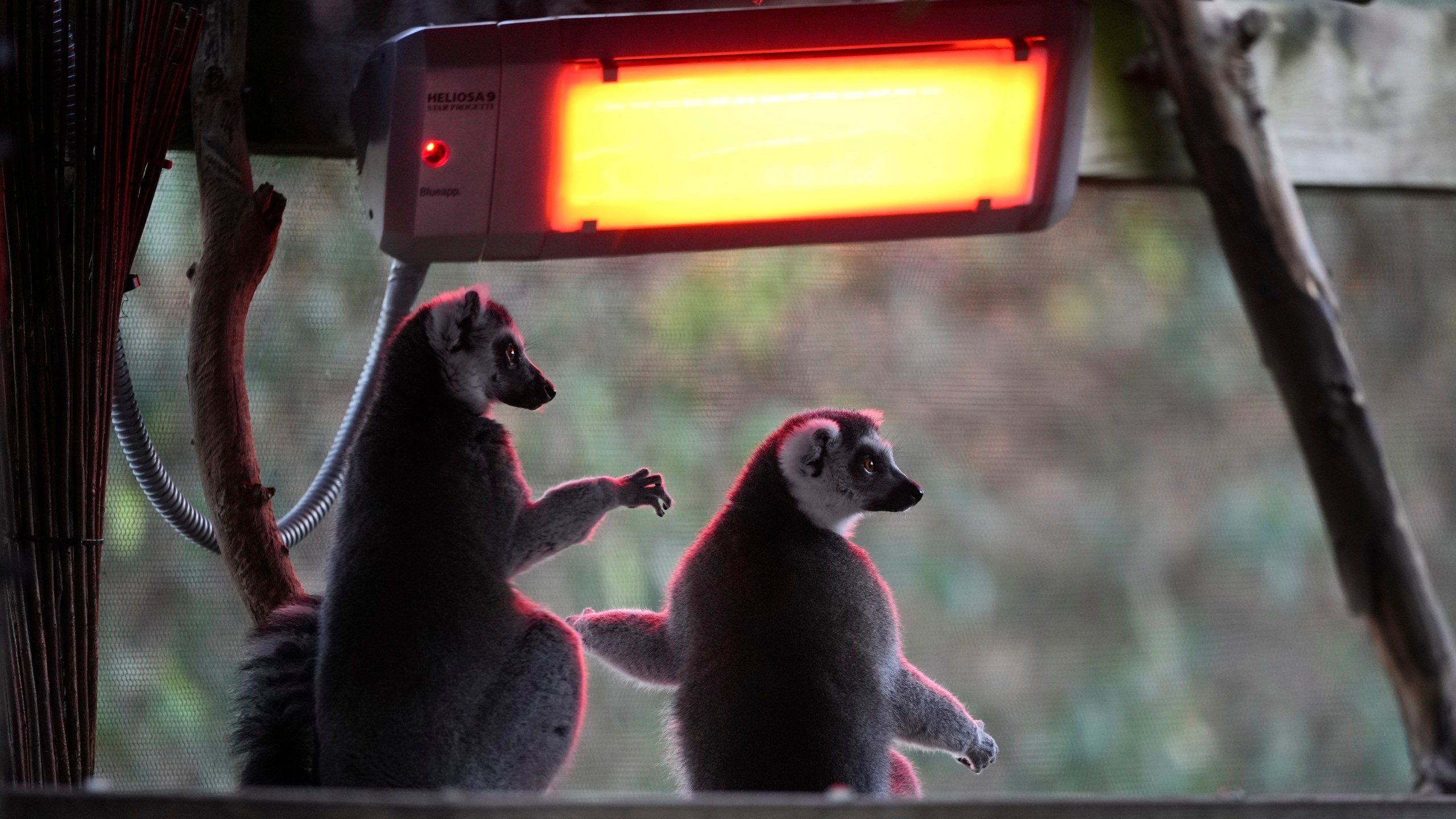 Ring-tailed Lemurs sit under a heater during the annual stocktake at London Zoo in London, Friday, Jan. 3, 2025. (AP Photo/Kin Cheung)