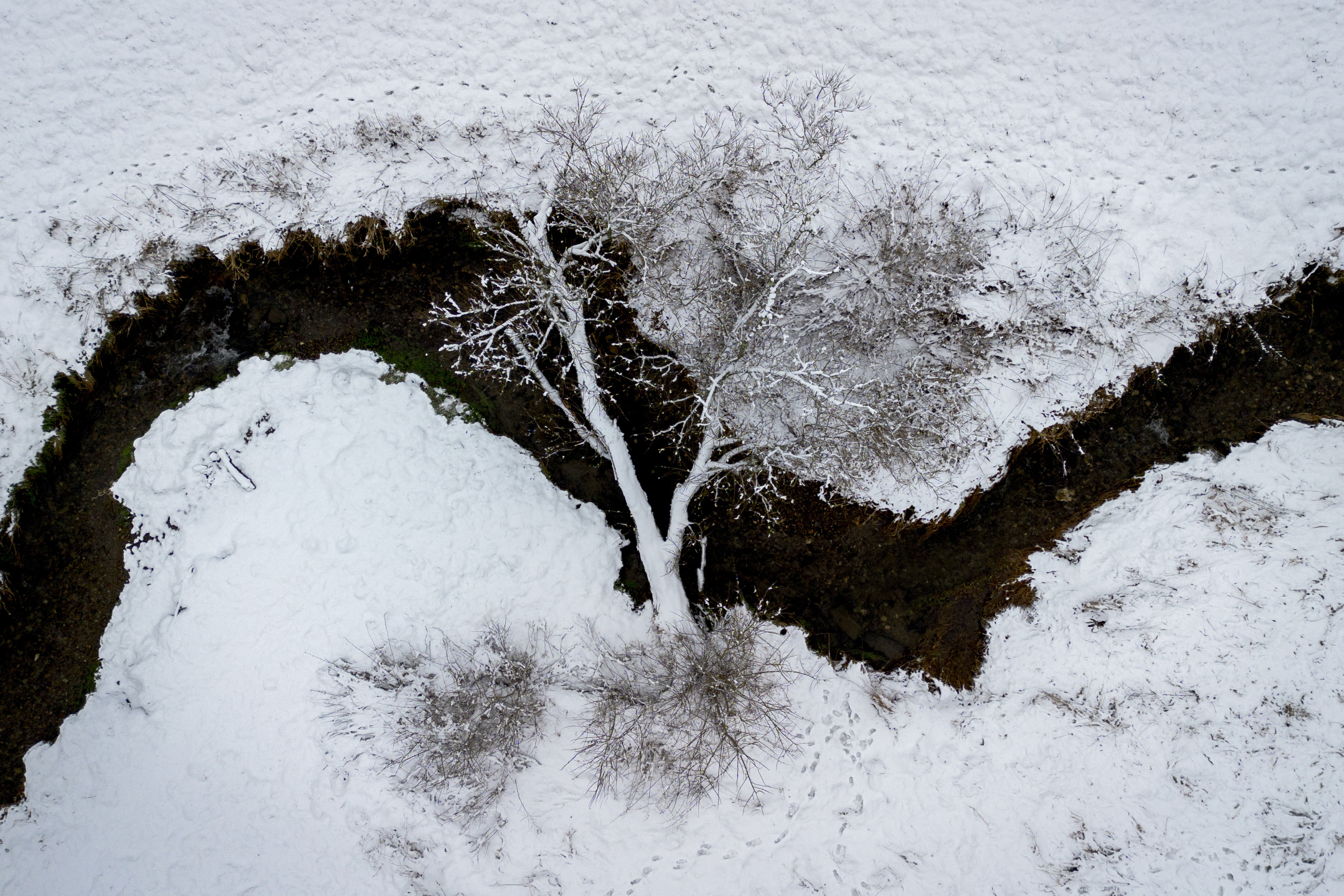 A tree lies over a creek that meanders through a small valley in the Taunus region near Frankfurt, Germany, Friday, Jan. 3, 2025. (AP Photo/Michael Probst)