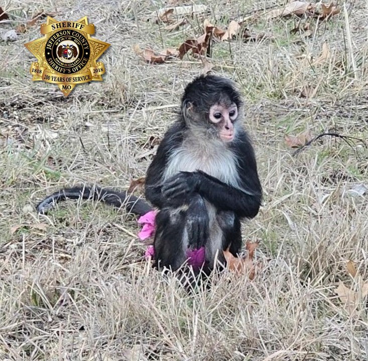 CORRECTS LOCATION TO NEAR OTTO NOT CALEDONIA This Jan. 3, 2025 image provided by the Jefferson County Sheriff's Office shows an escaped spider monkey near Otto, Mo. (Jefferson County Sheriff's Office via AP)