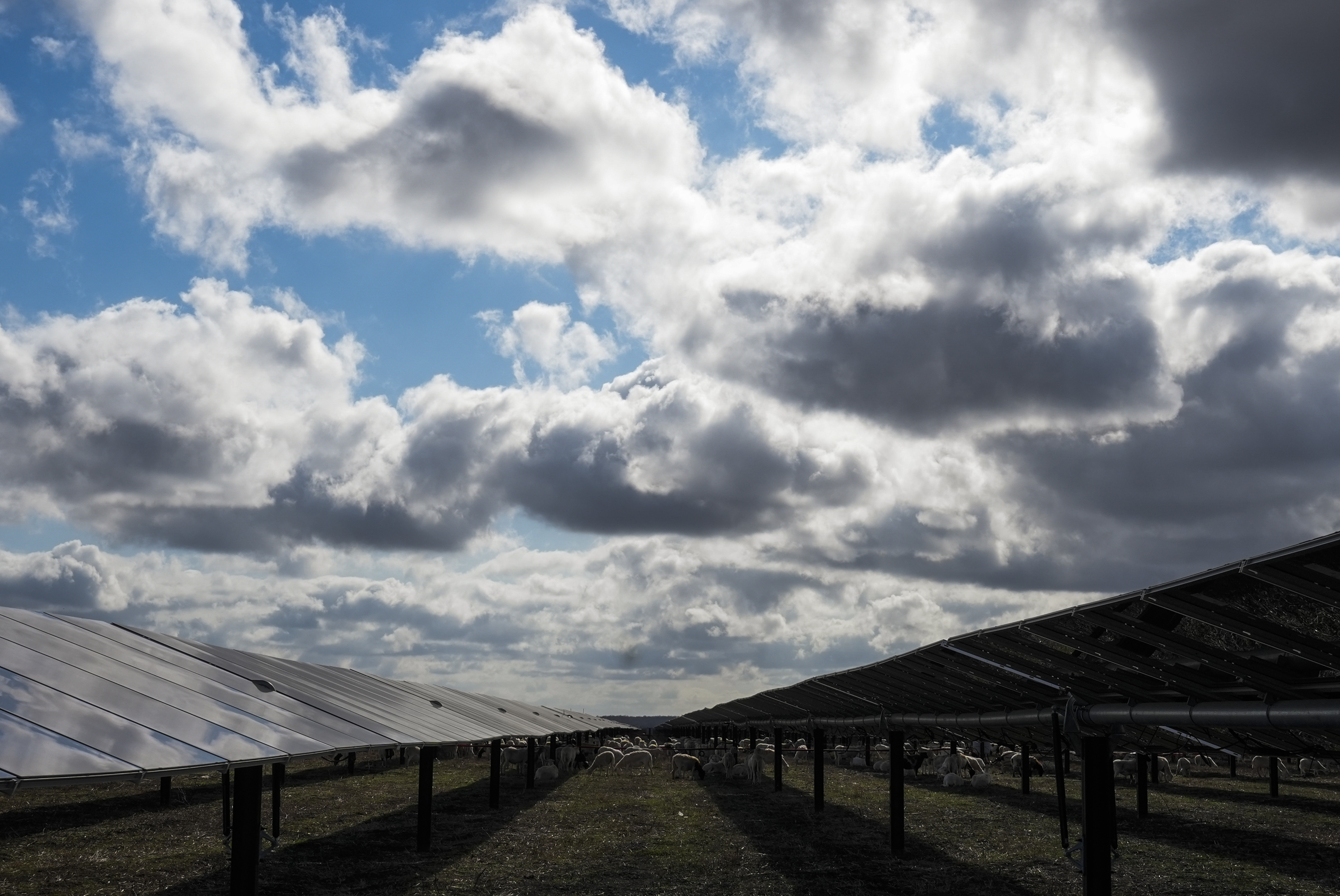 Sheep graze on a solar farm owned by SB Energy on Tuesday, Dec. 17, 2024, in Buckholts, Texas. (AP Photo/Ashley Landis)