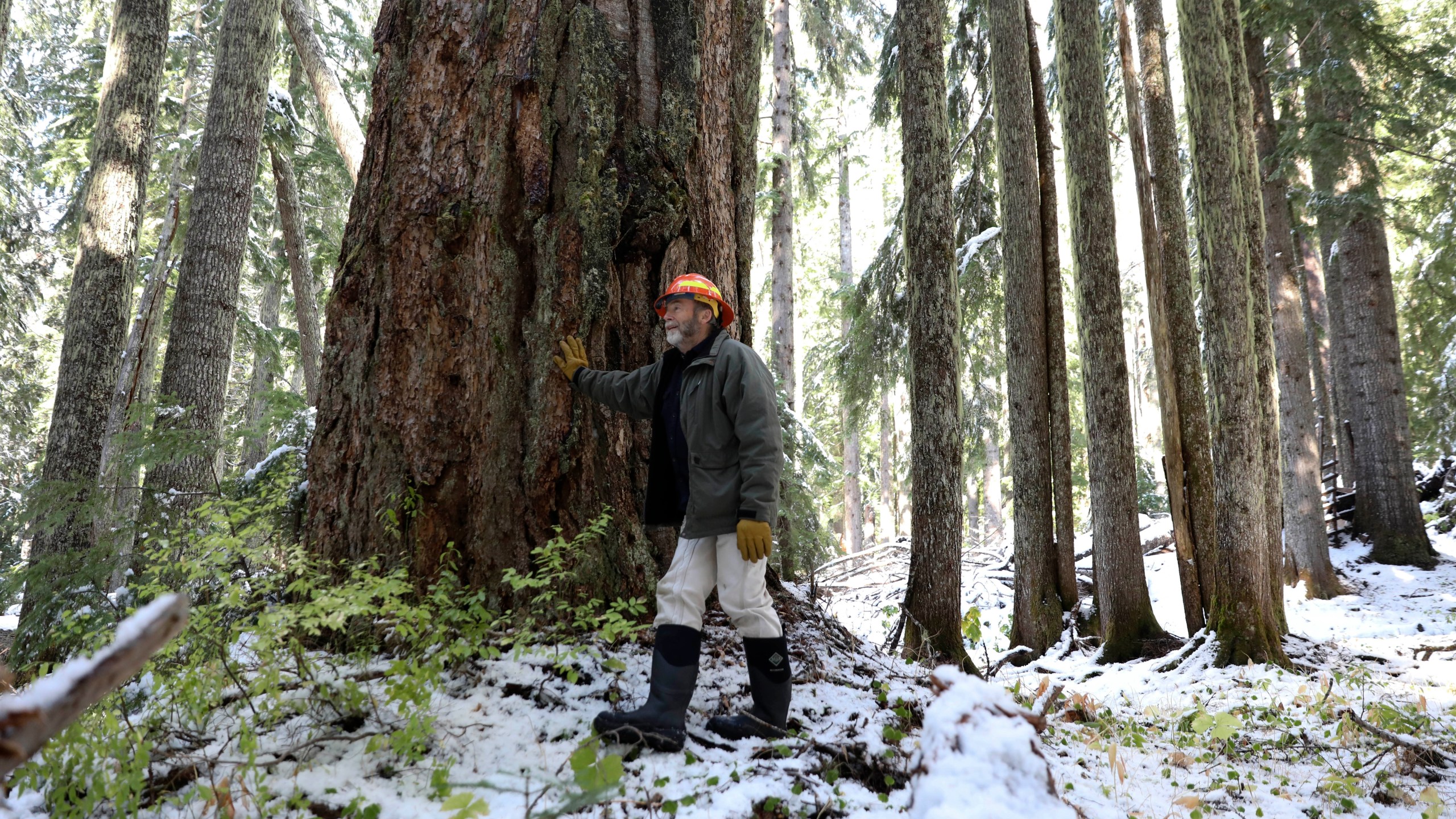 FILE - Peter Beedlow, a scientist at the Environmental Protection Agency, stands among a group of old-growth Noble fir trees in the Willamette National Forest, Ore., Oct. 27, 2023. (AP Photo/Amanda Loman, File)