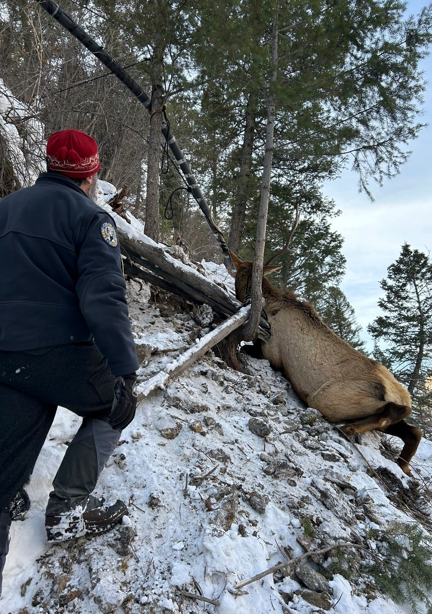 Wildlife officials and climbers rescue a bull elk after the animal became entangled in a rope at an ice climbing area in Lake City, southwestern Colorado, Friday, Jan. 3, 2025. (Colorado Parks and Wildlife via AP)