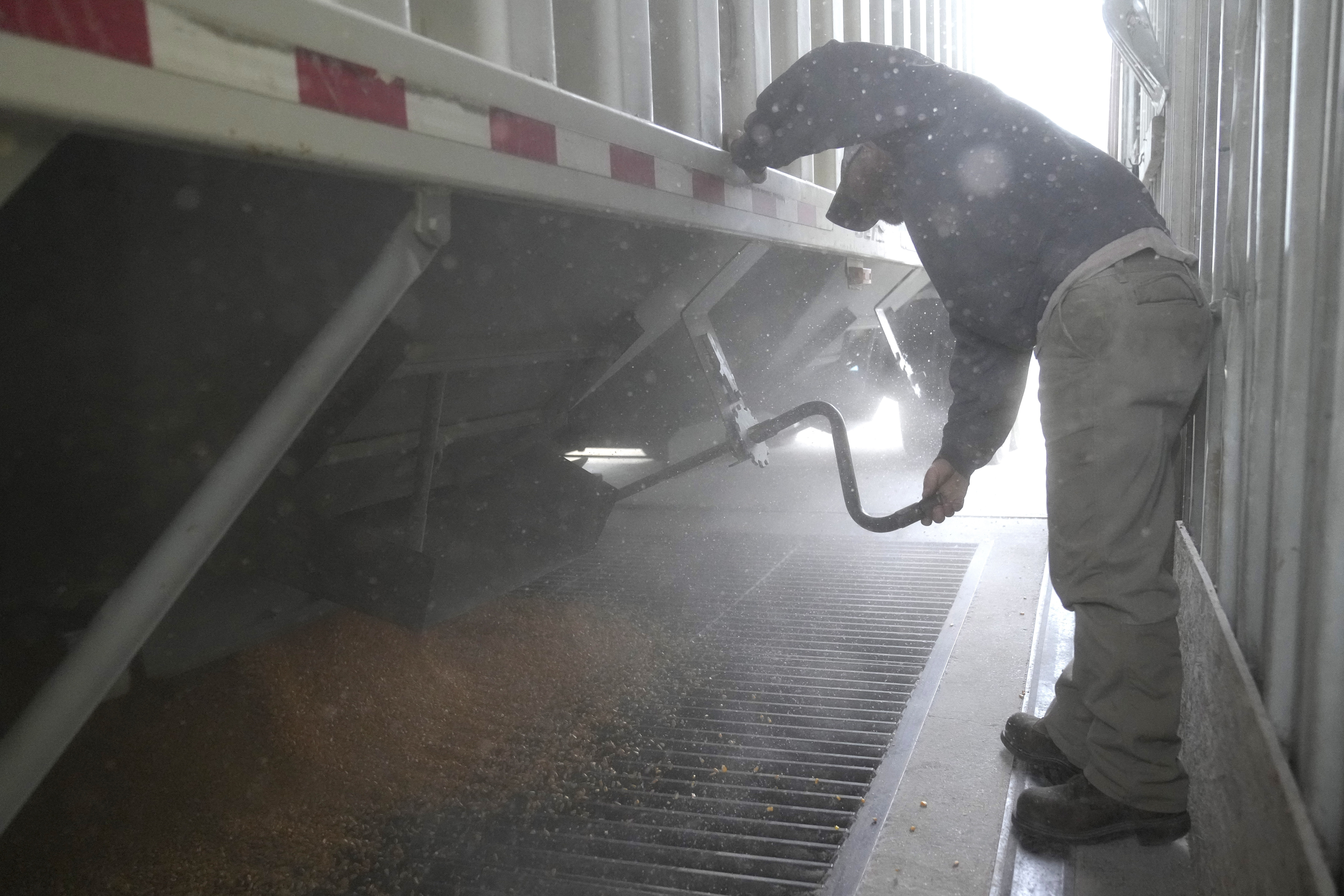 Martin Larsen delivers corn, Friday, Oct. 18, 2024, in Byron, Minn. (AP Photo/Abbie Parr)