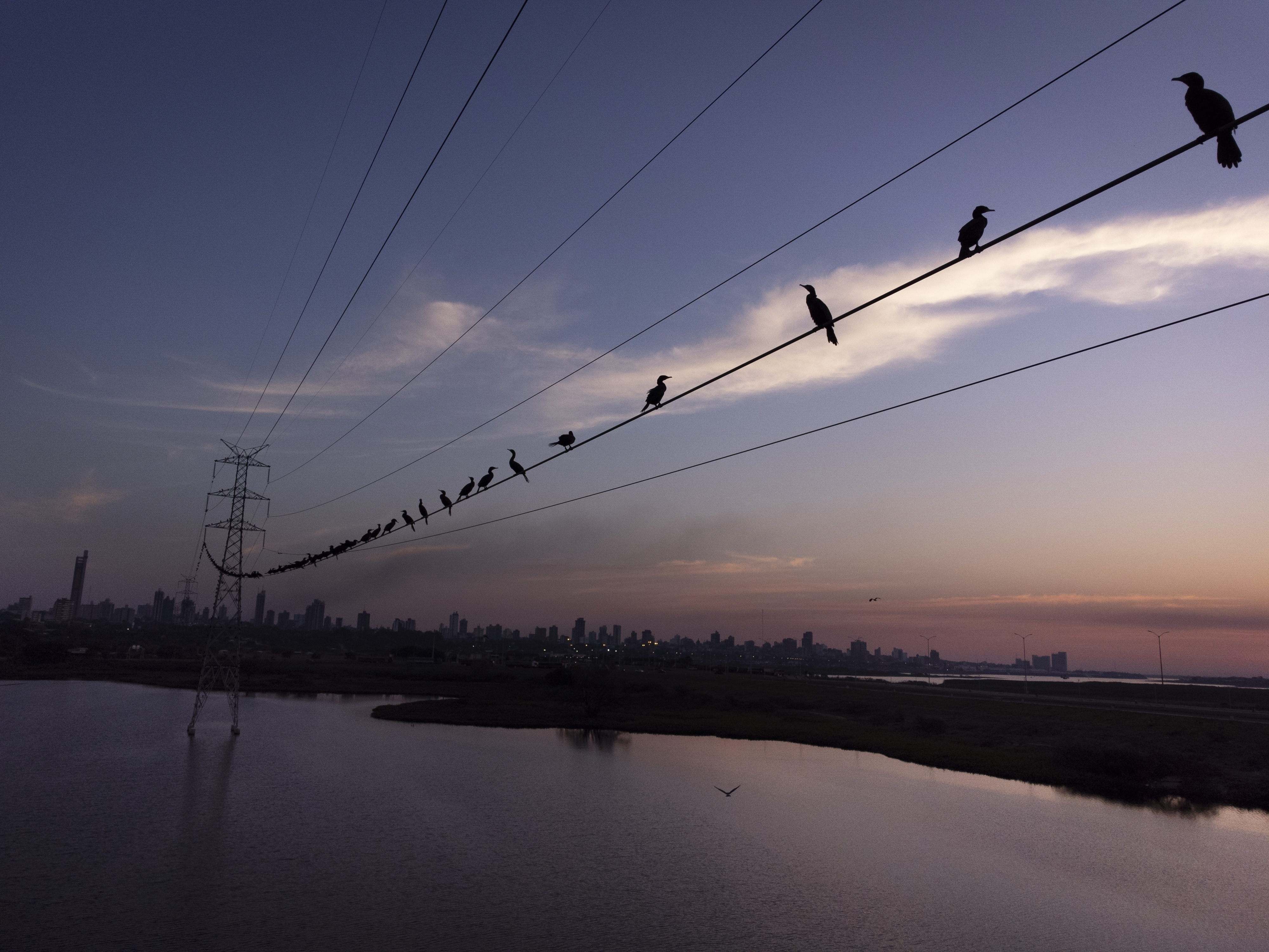 FILE - Neotropic cormorants roost on a high voltage cable at sunset near the Paraguay River, in Asuncion, Paraguay, Saturday, Aug. 14, 2021. (AP Photo/Jorge Saenz, File)