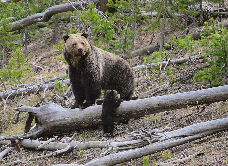 FILE - This file photo provided by the United States Geological Survey shows a grizzly bear and a cub along the Gibbon River in Yellowstone National Park, Wyo., April 29, 2019. (Frank van Manen/The United States Geological Survey via AP File)