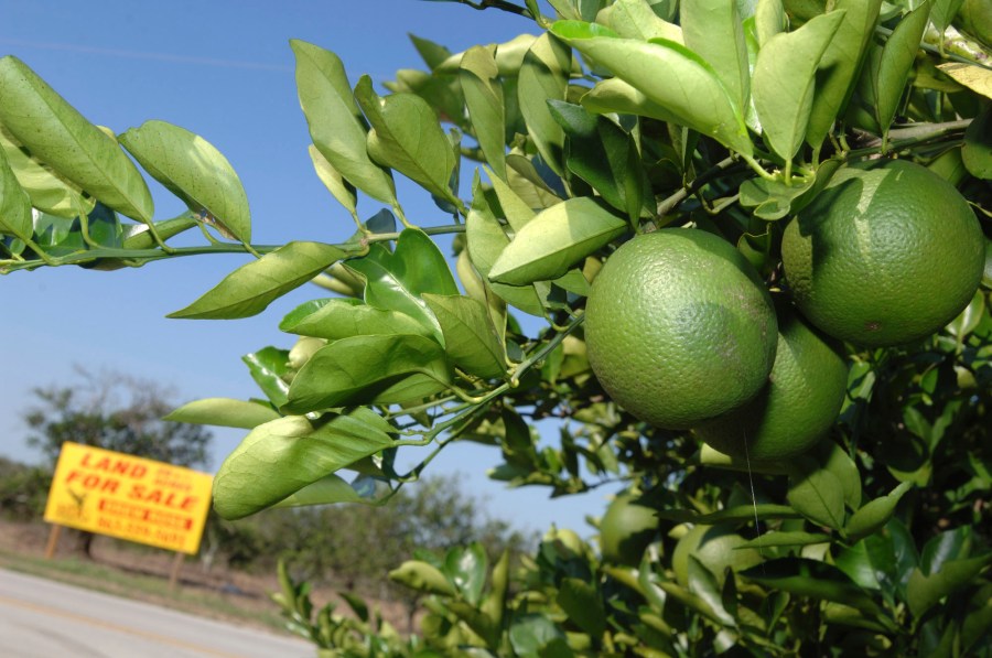 FILE - In this Oct. 12, 2007 file photo, a for sale sign sits among an acreage of orange trees in Bartow, Fla. (AP Photo/Phelan M. Ebenhack, File)