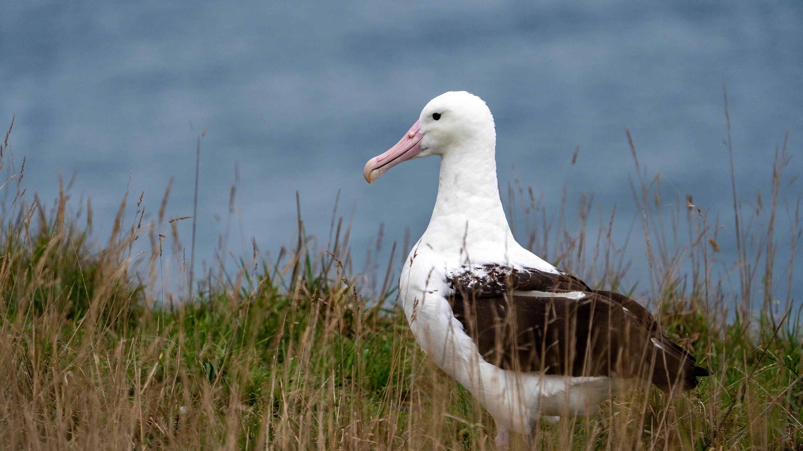 An albatross nests at Taiaroa Head, New Zealand on June 18, 2024. (Michael Hayward/New Zealand Department of Conservation via AP)