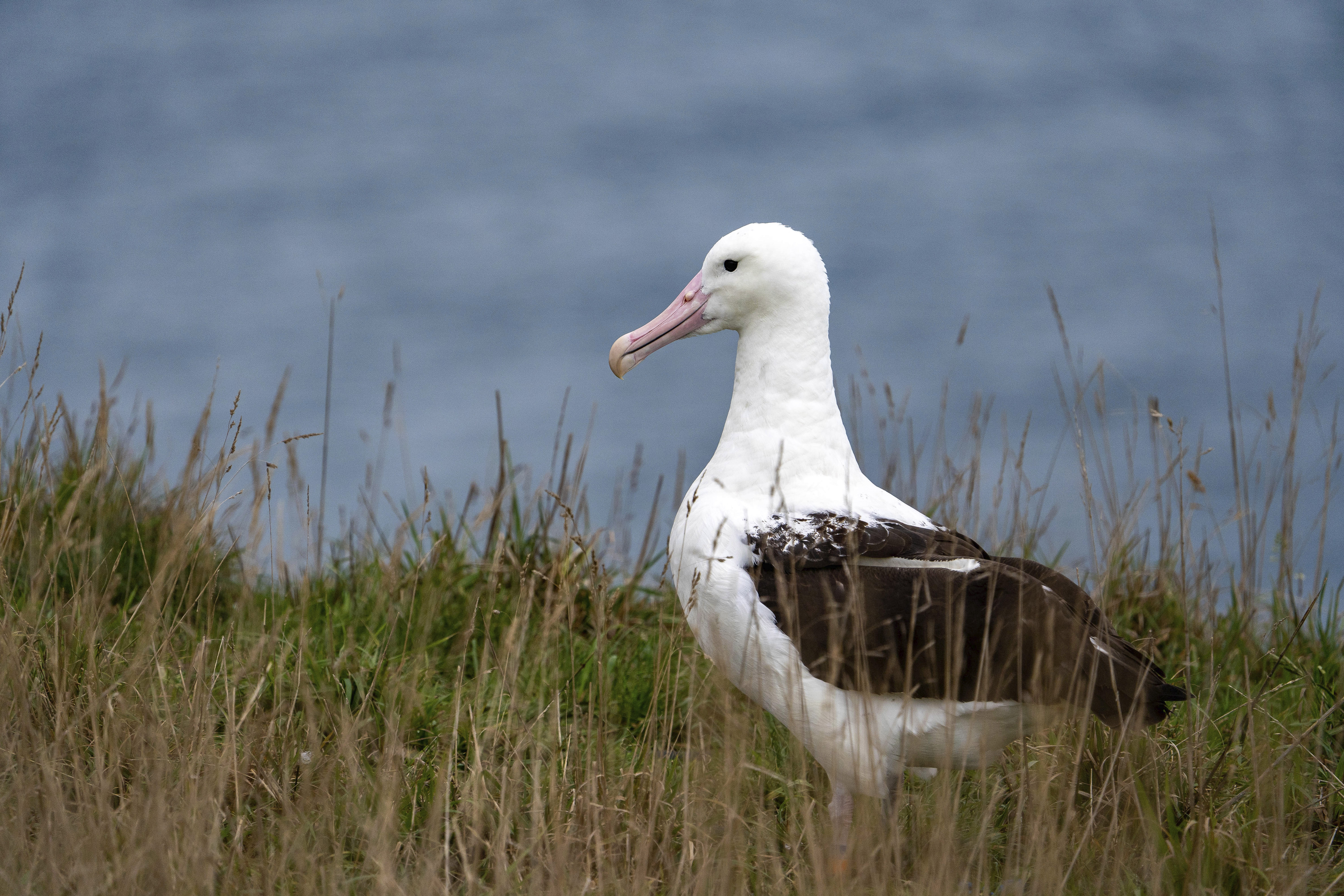 An albatross nests at Taiaroa Head, New Zealand on June 18, 2024. (Michael Hayward/New Zealand Department of Conservation via AP)