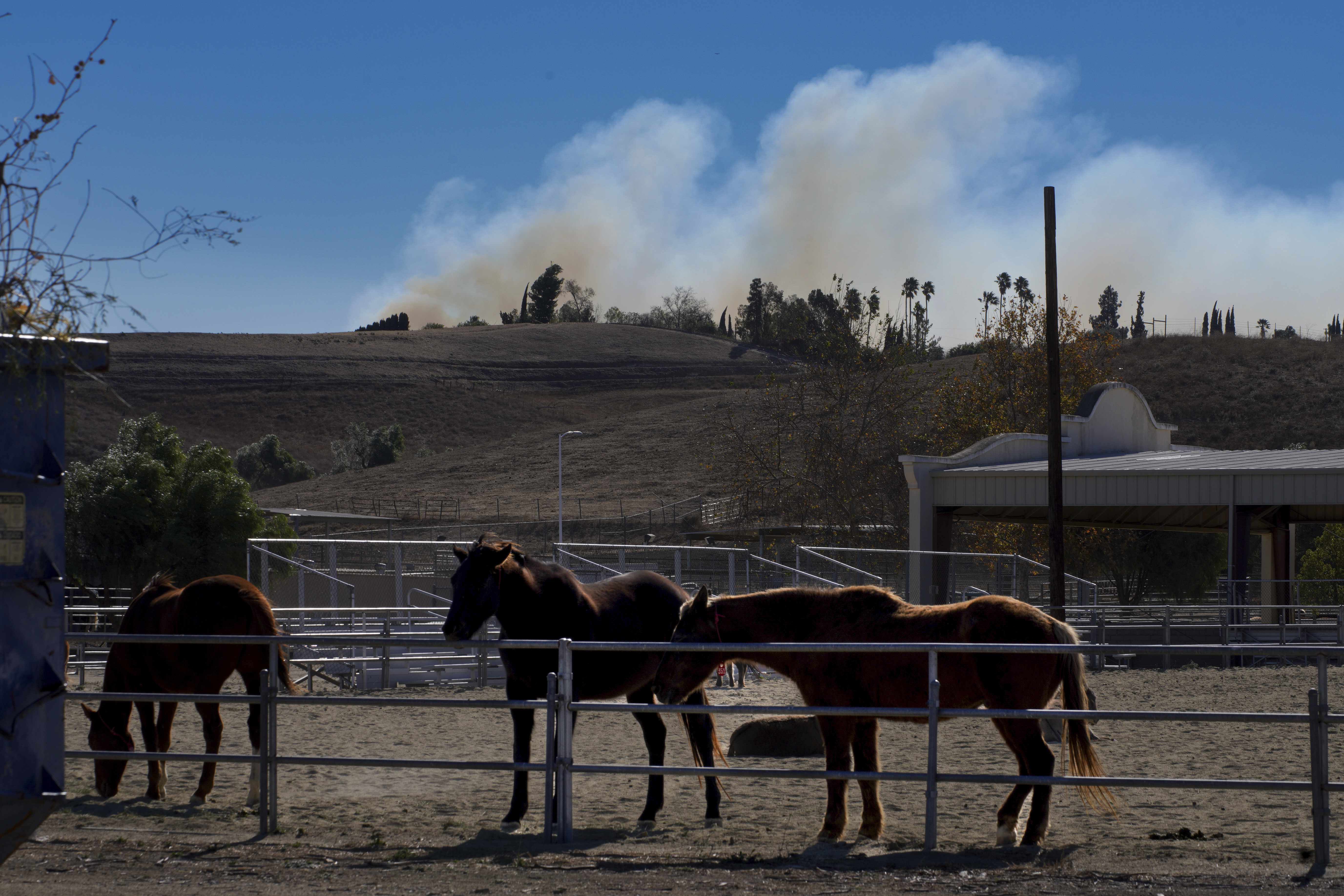 Horses are held in a pen at Pierce College, a wildfire evacuation center for animals, in the Woodland Hills section of Los Angeles, Thursday, Jan. 9, 2025. (AP Photo/Richard Vogel)