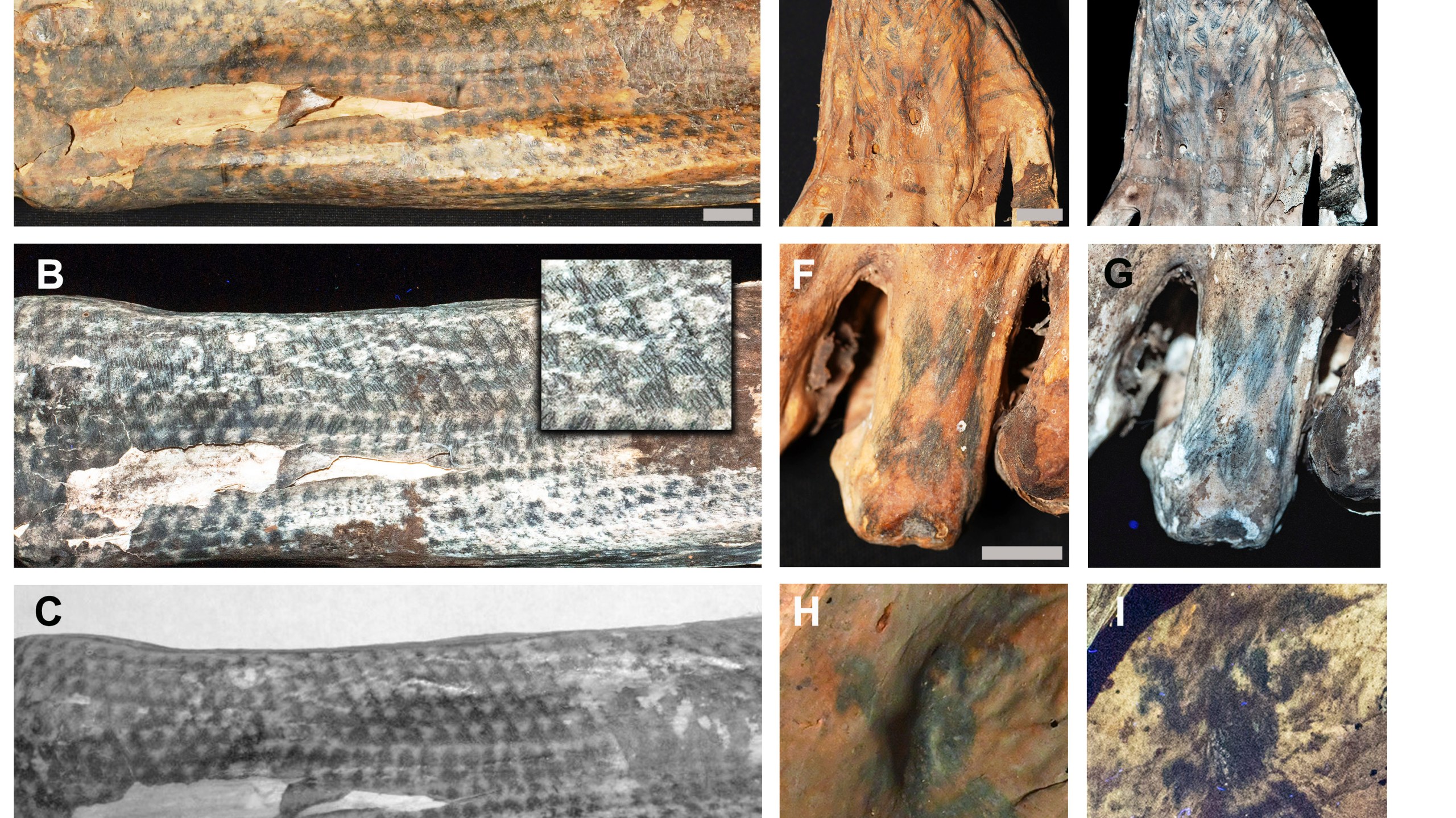 This image provided by researchers shows intricate tattoo designs on a mummified human from Peru's Chancay culture in visible light and using laser-stimulated fluorescence. (Michael Pittman via AP)