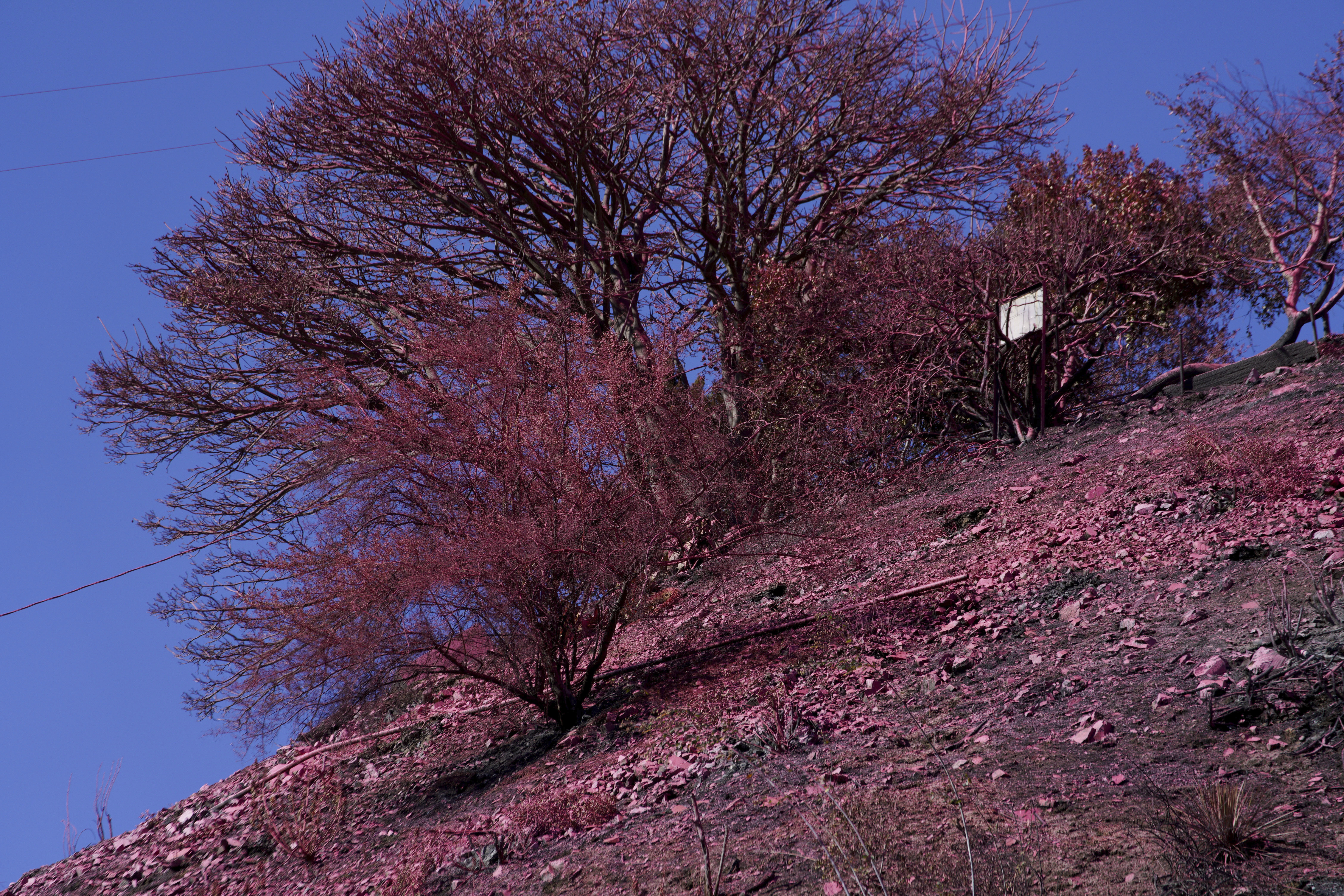 Retardant covers a hillside after crews battled the Palisades Fire in Mandeville Canyon Monday, Jan. 13, 2025 in Los Angeles. (AP Photo/Richard Vogel)