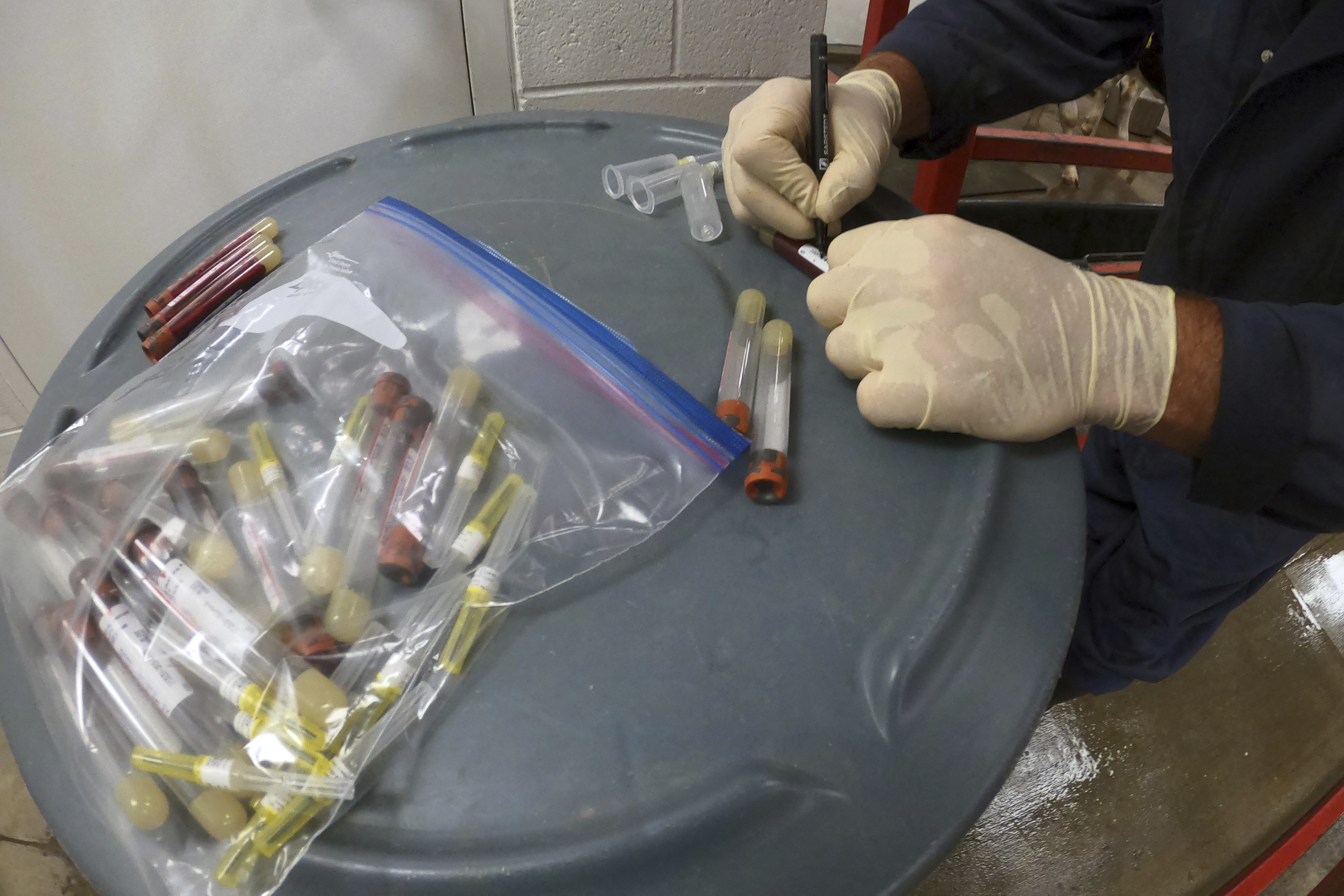 FILE - In this photo provided by the U.S. Department of Agriculture, an animal caretaker labels a blood sample collected from a dairy calf vaccinated against bird flu at the National Animal Disease Center research facility in Ames, Iowa, on Wednesday, July 31, 2024. (USDA Agricultural Research Service via AP, File)