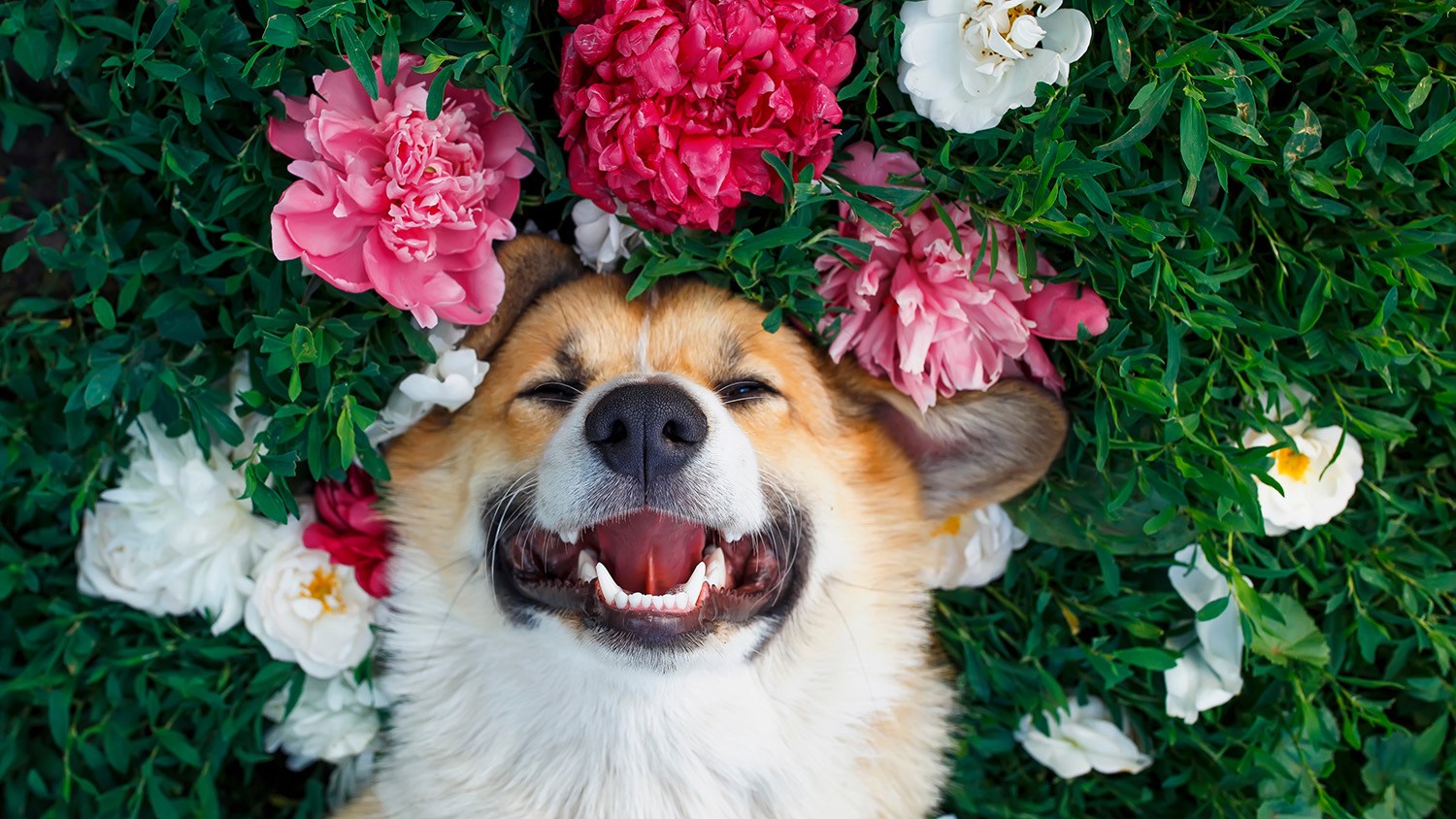 Adobe Stock / Keep these Valentine’s flowers away from cats and dogs