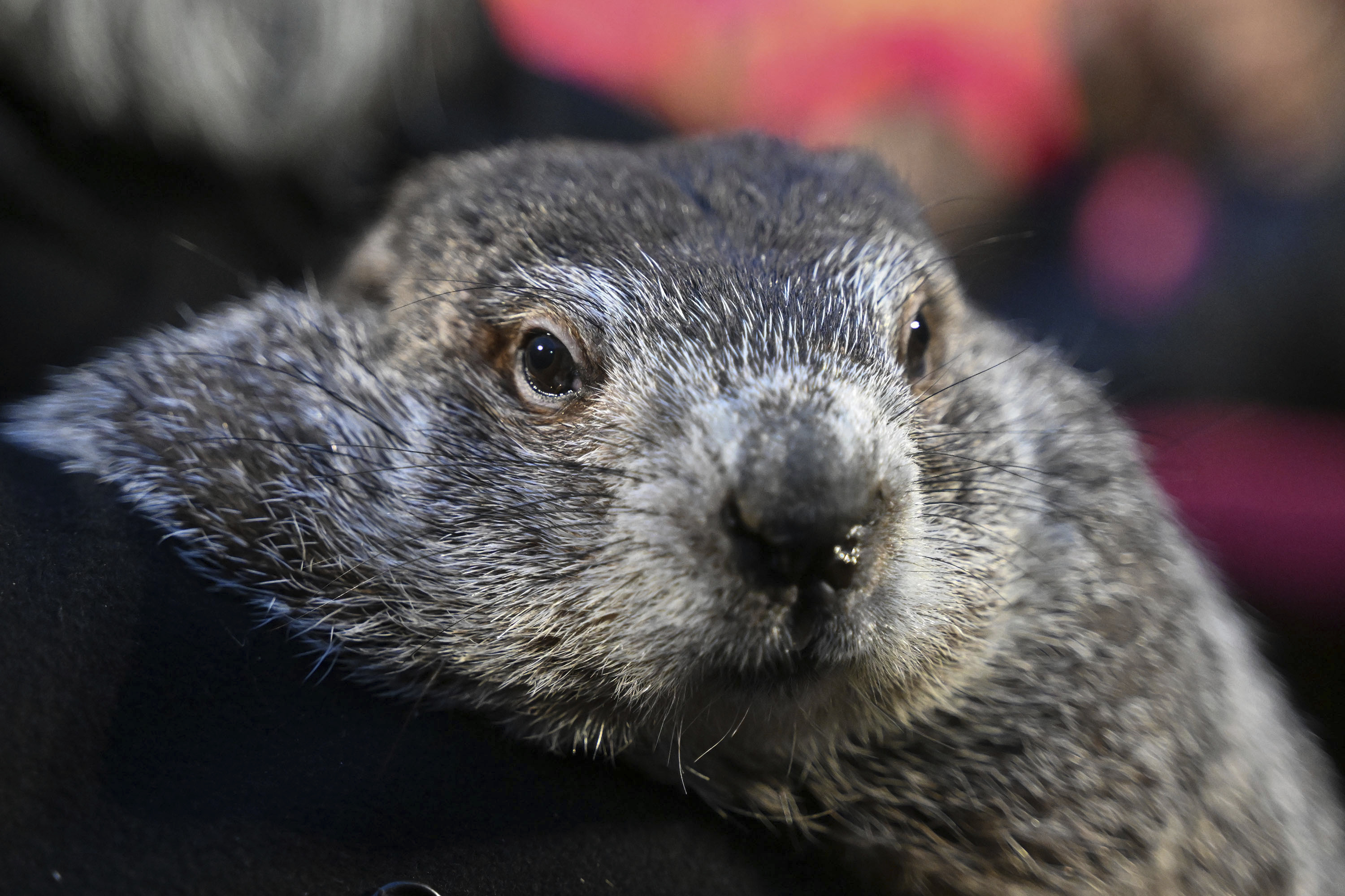 FILE - Groundhog Club handler A.J. Dereume holds Punxsutawney Phil, the weather prognosticating groundhog, during the 138th celebration of Groundhog Day on Gobbler's Knob in Punxsutawney, Pa., Friday, Feb. 2, 2024. (AP Photo/Barry Reeger, File)