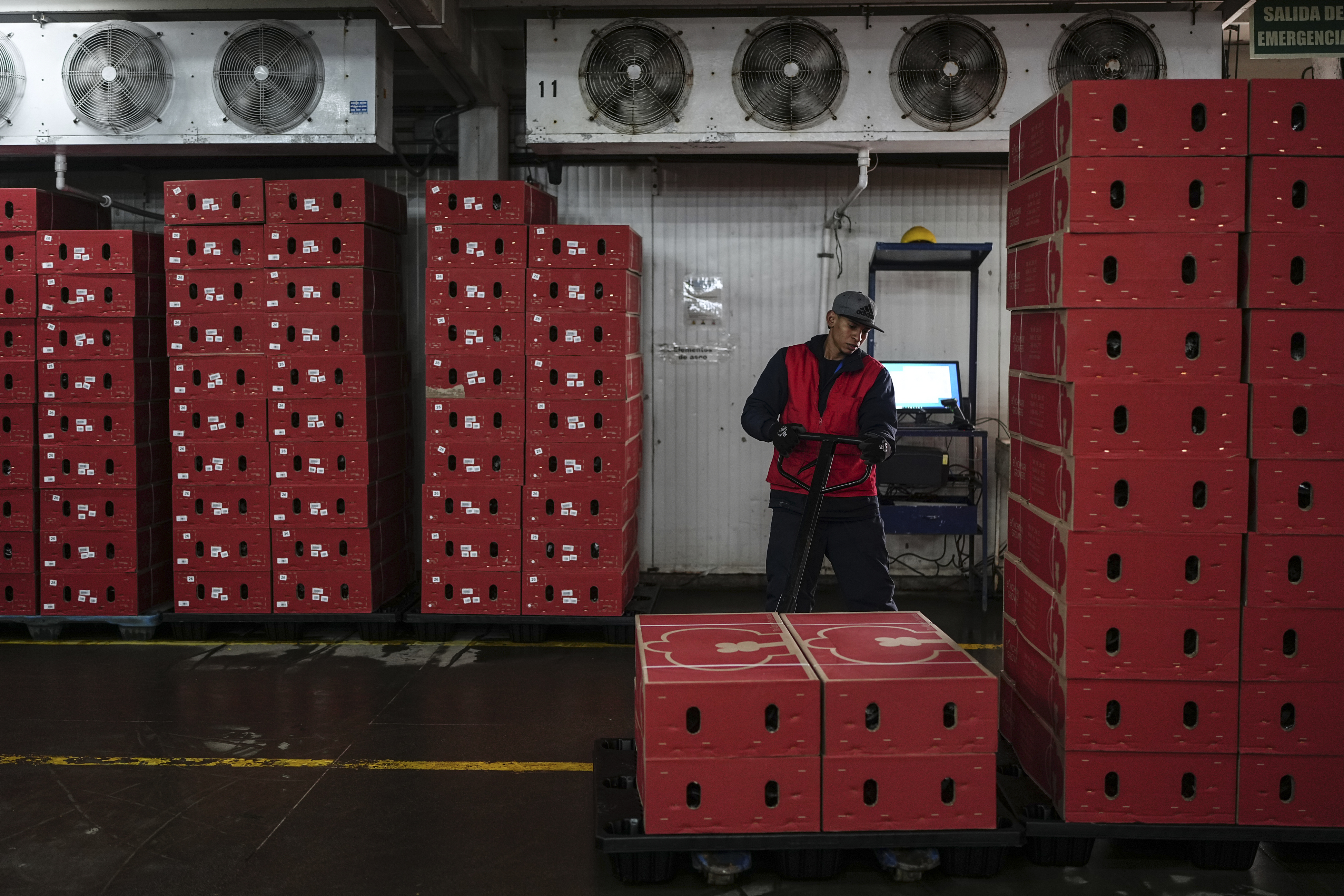 A worker organizes boxes of flowers intended for export to the U.S. at a flower farm in Chia, on the outskirts of Bogota, Colombia, Monday, Jan. 27, 2025. (AP Photo/Ivan Valencia)