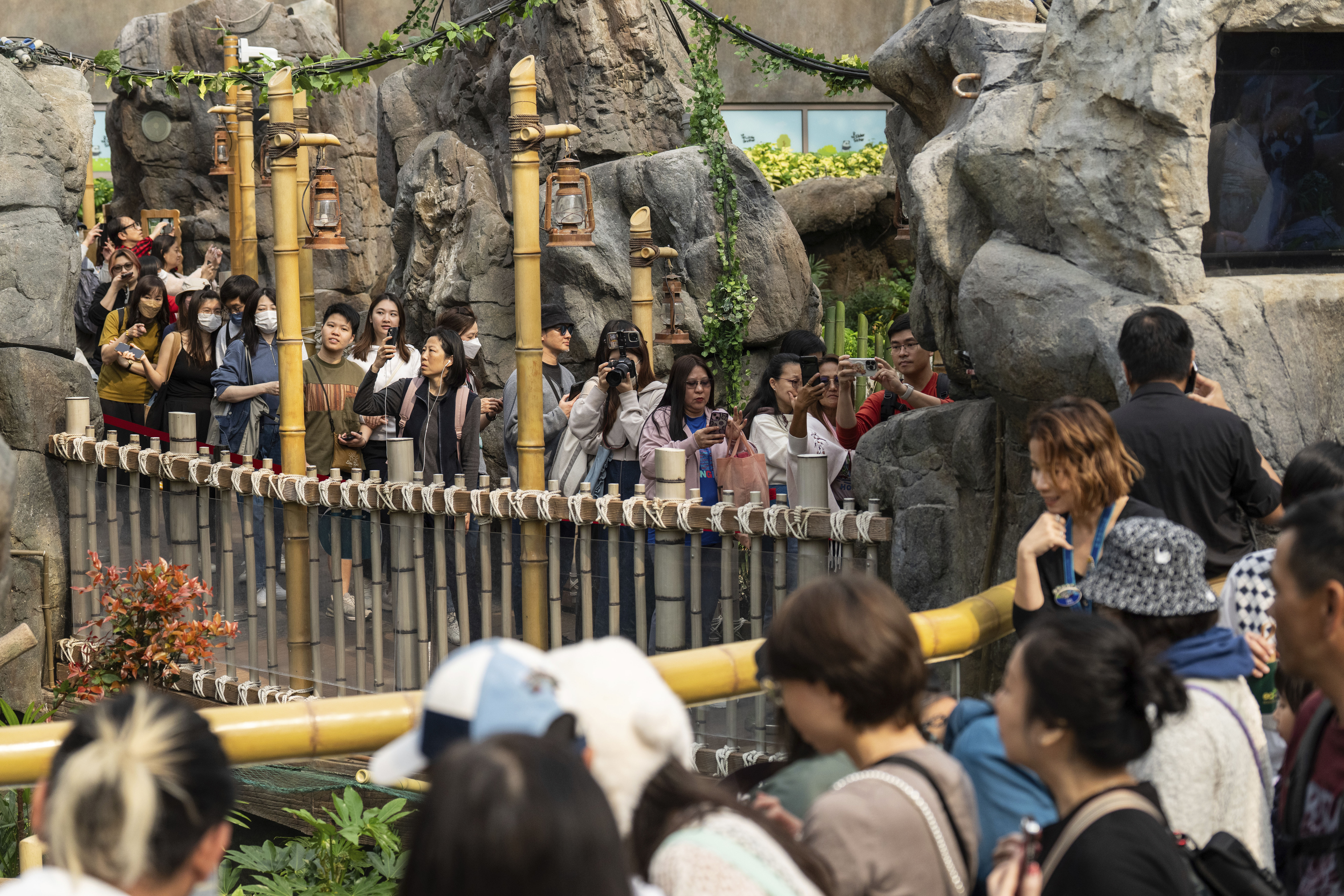 Visitors enter the panda enclosure to meet the Hong Kong-born giant panda twin cubs as they make their debut appearance to public in Ocean Park in Hong Kong, Sunday, Feb. 16, 2025. (AP Photo/Chan Long Hei)